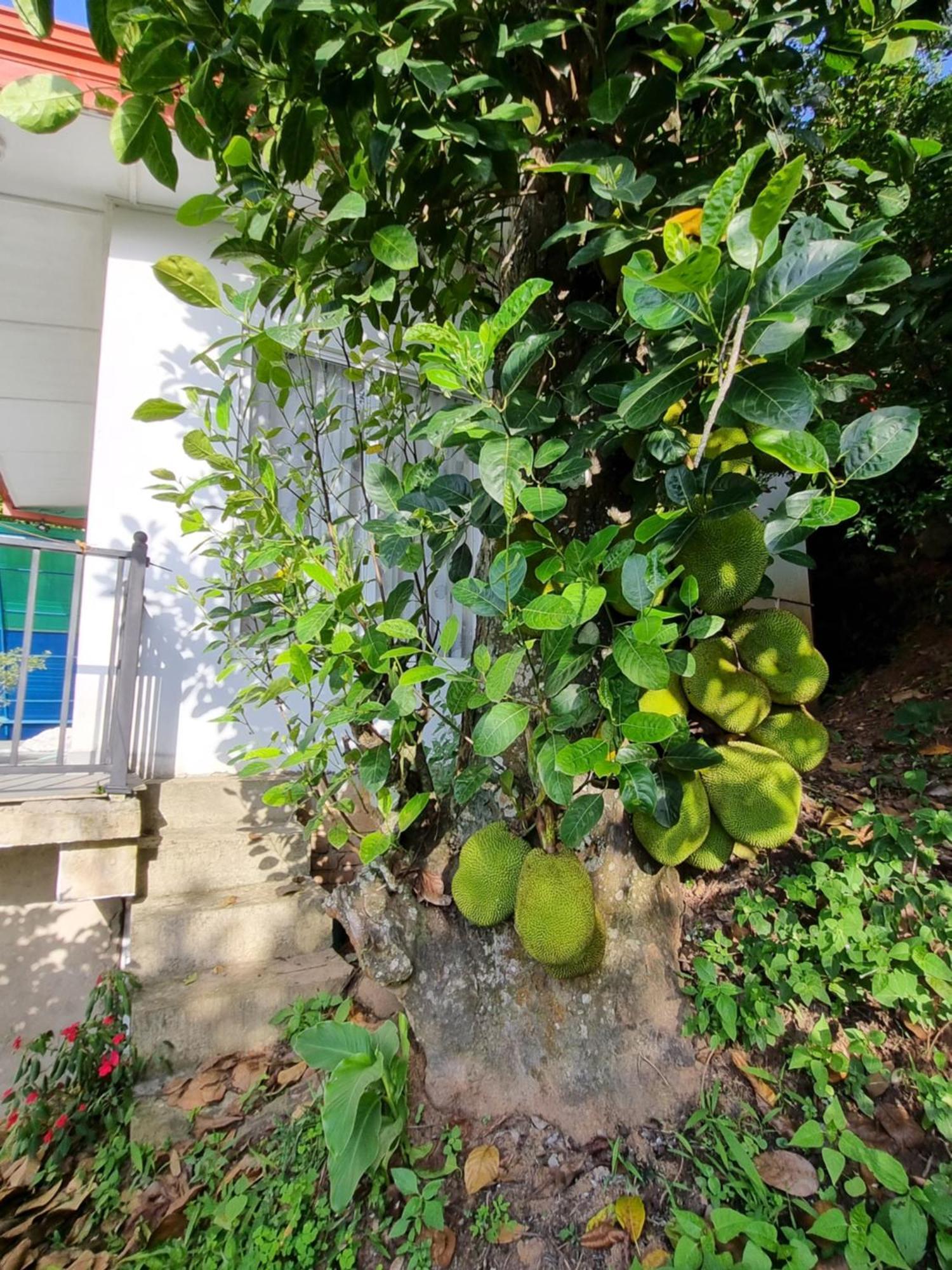 Squirrel'S Nest Hotel Kandy Exterior photo